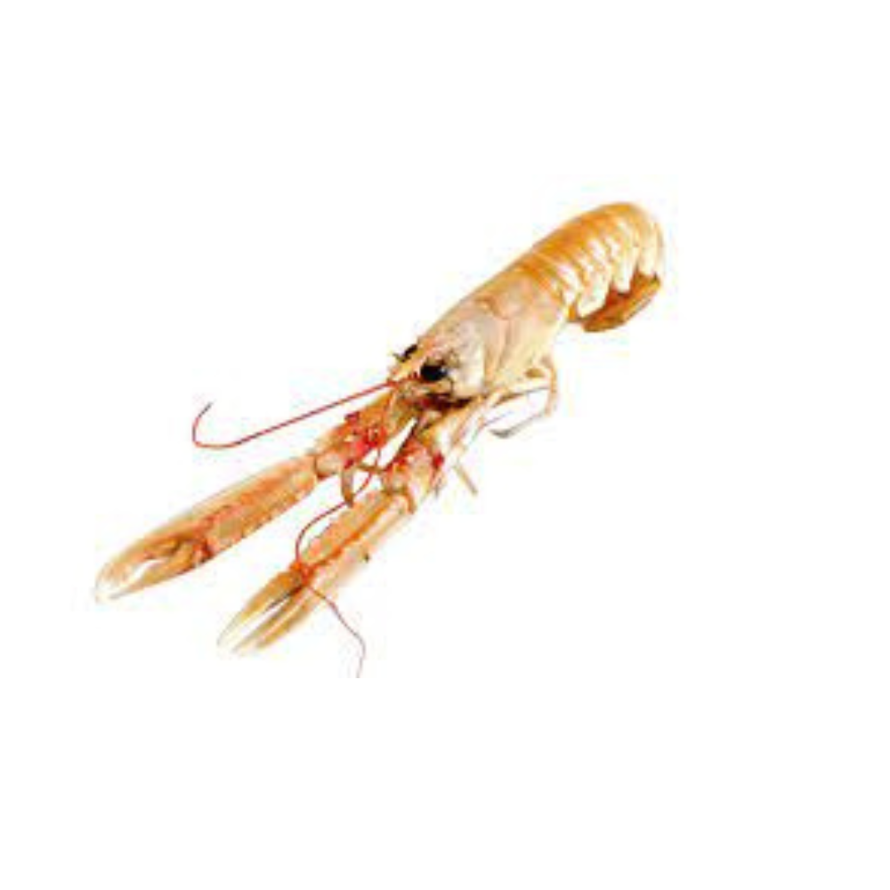 Premium Wild-Caught Norway Lobster Scampi (Nephrops norvegicus) – Sweet, Buttery Meat & Noble Flavor – 50g to 200g – Sustainable Seafood – Wildfischfang - Wildfischfang