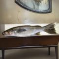 Premium Wild-Caught Mullet (Mugil cephalus) – Lean, Firm White Meat & Nutty Flavor – 300g to 6kg – Sustainable Seafood – Wildfischfang - Wildfischfang