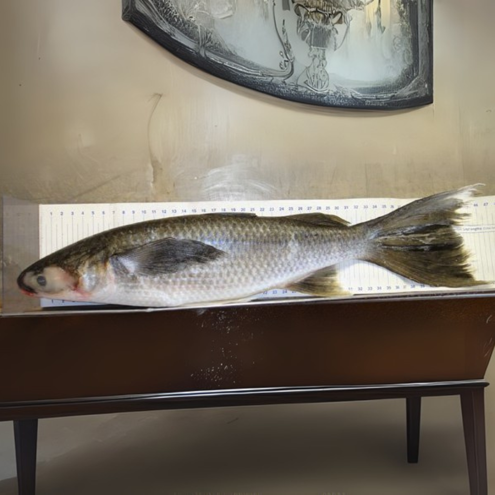 Premium Wild-Caught Mullet (Mugil cephalus) – Lean, Firm White Meat & Nutty Flavor – 300g to 6kg – Sustainable Seafood – Wildfischfang - Wildfischfang