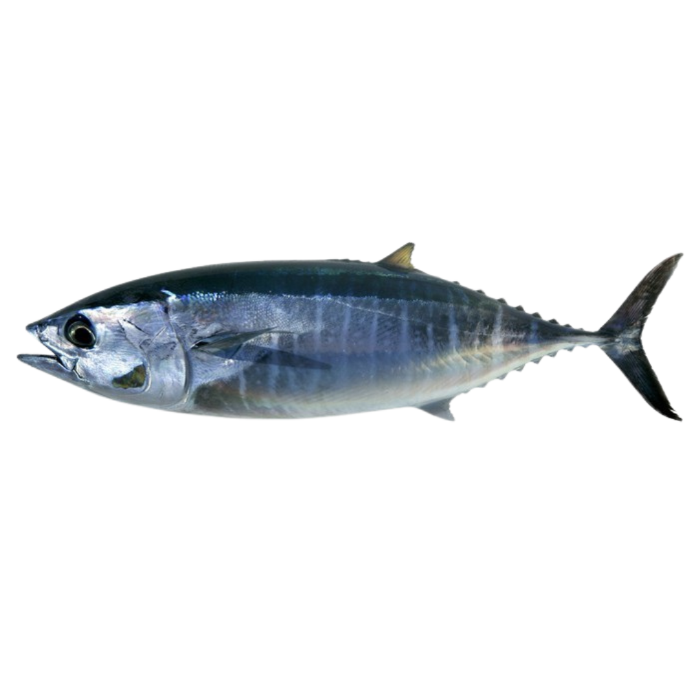 Premium Wild-Caught Bluefin Tuna (Thunnus Thynnus) – Deep Red, Fleshy Meat – 1kg to 200kg – Sustainable Seafood – Wildfischfang - Wildfischfang