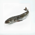 Premium Wild-Caught Hake (Merluccius merluccius) – Tender, White Meat & Delicate Flavor – 200g to 1.5kg – Sustainable Seafood – Wildfischfang - Wildfischfang