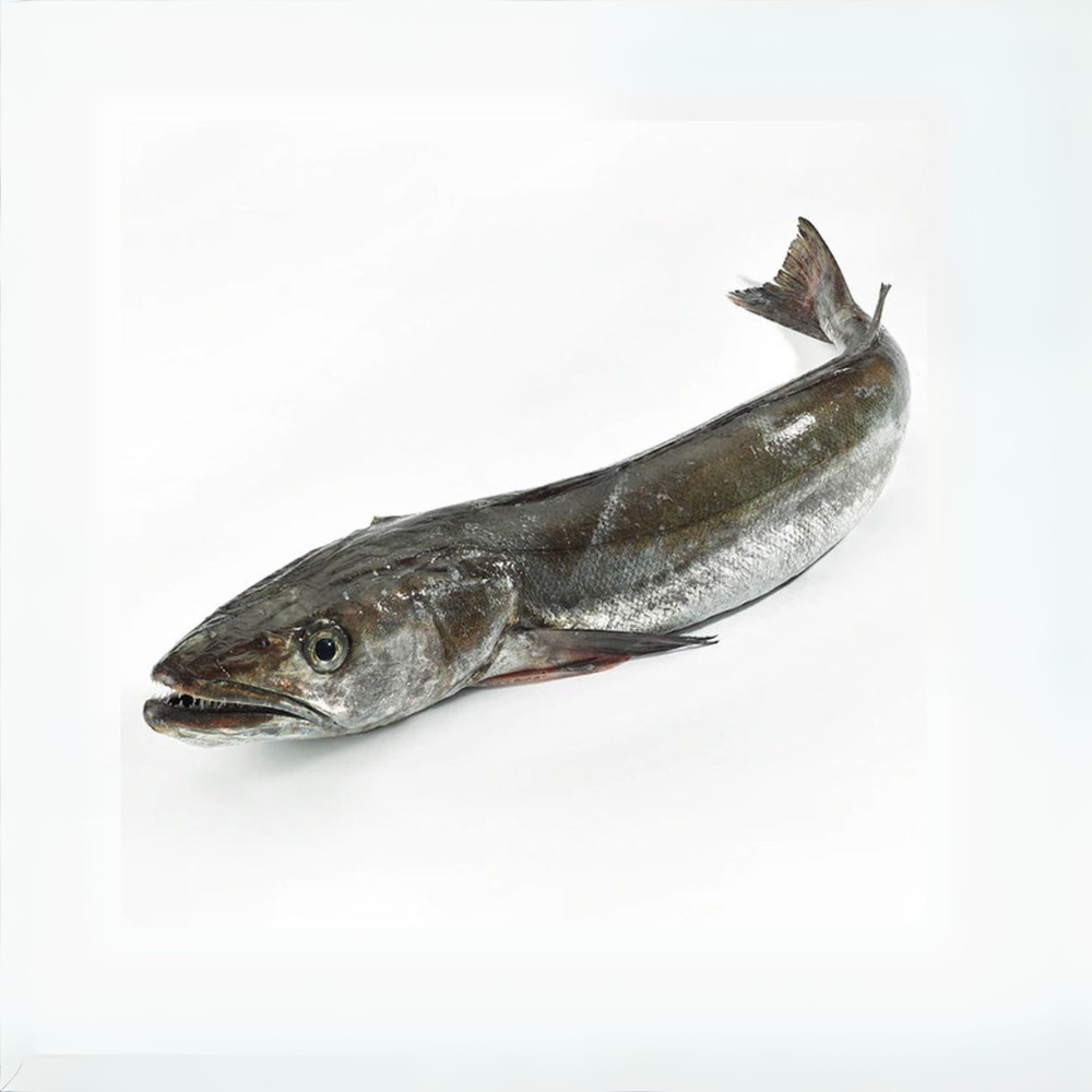 Premium Wild-Caught Hake (Merluccius merluccius) – Tender, White Meat & Delicate Flavor – 200g to 1.5kg – Sustainable Seafood – Wildfischfang - Wildfischfang