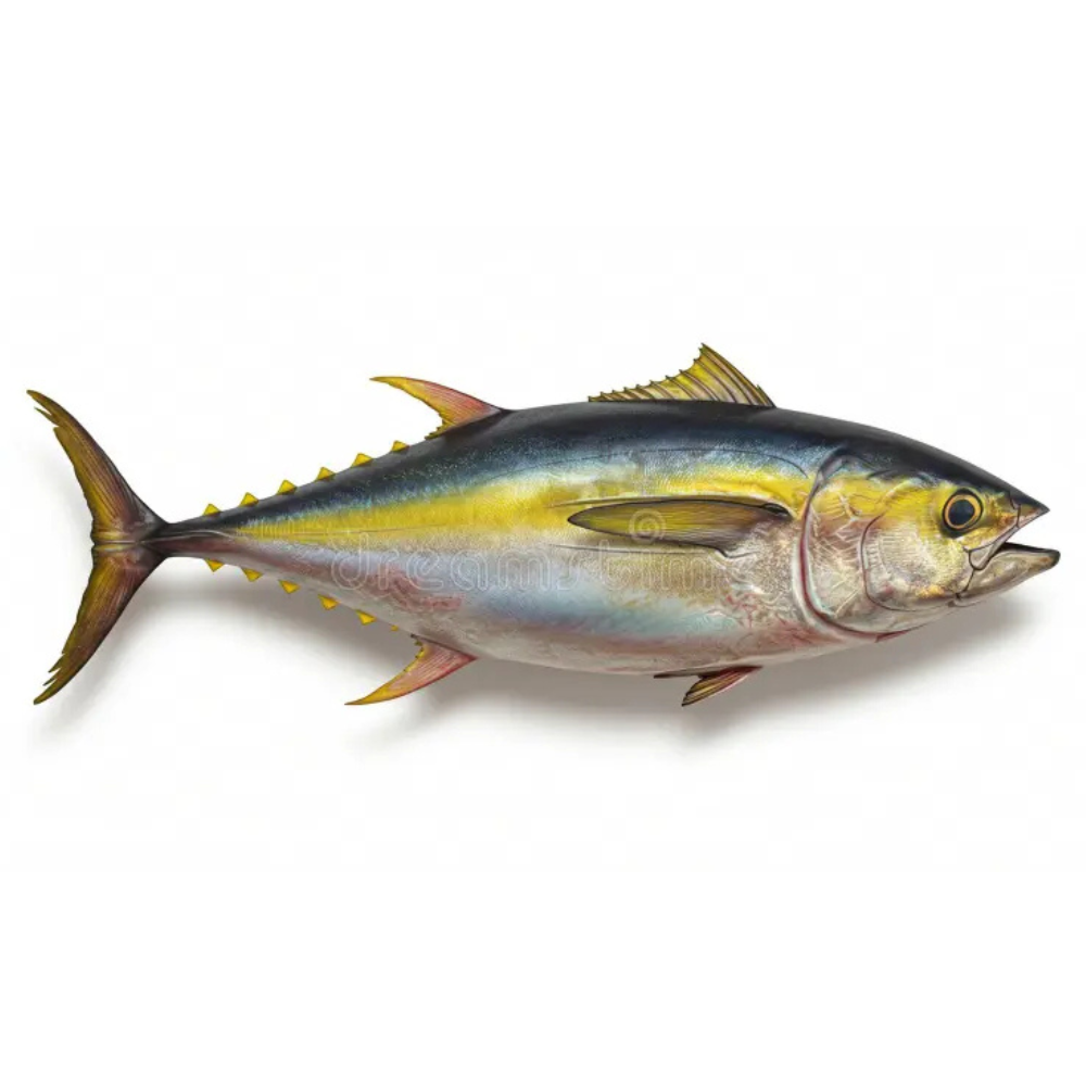 Premium Wild-Caught Bluefin Tuna (Thunnus Thynnus) – Deep Red, Fleshy Meat – 1kg to 200kg – Sustainable Seafood – Wildfischfang - Wildfischfang