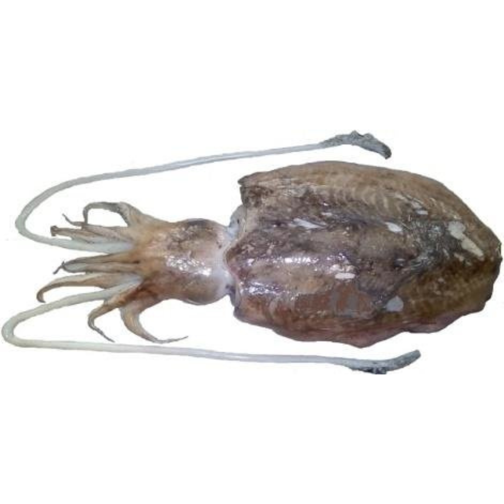Premium Wild-Caught Cuttlefish (Sepia officinalis) – Tender, Slightly Sweet Flavor & Firm Texture – 300g to 2kg – Sustainable Seafood – Wildfischfang - Wildfischfang