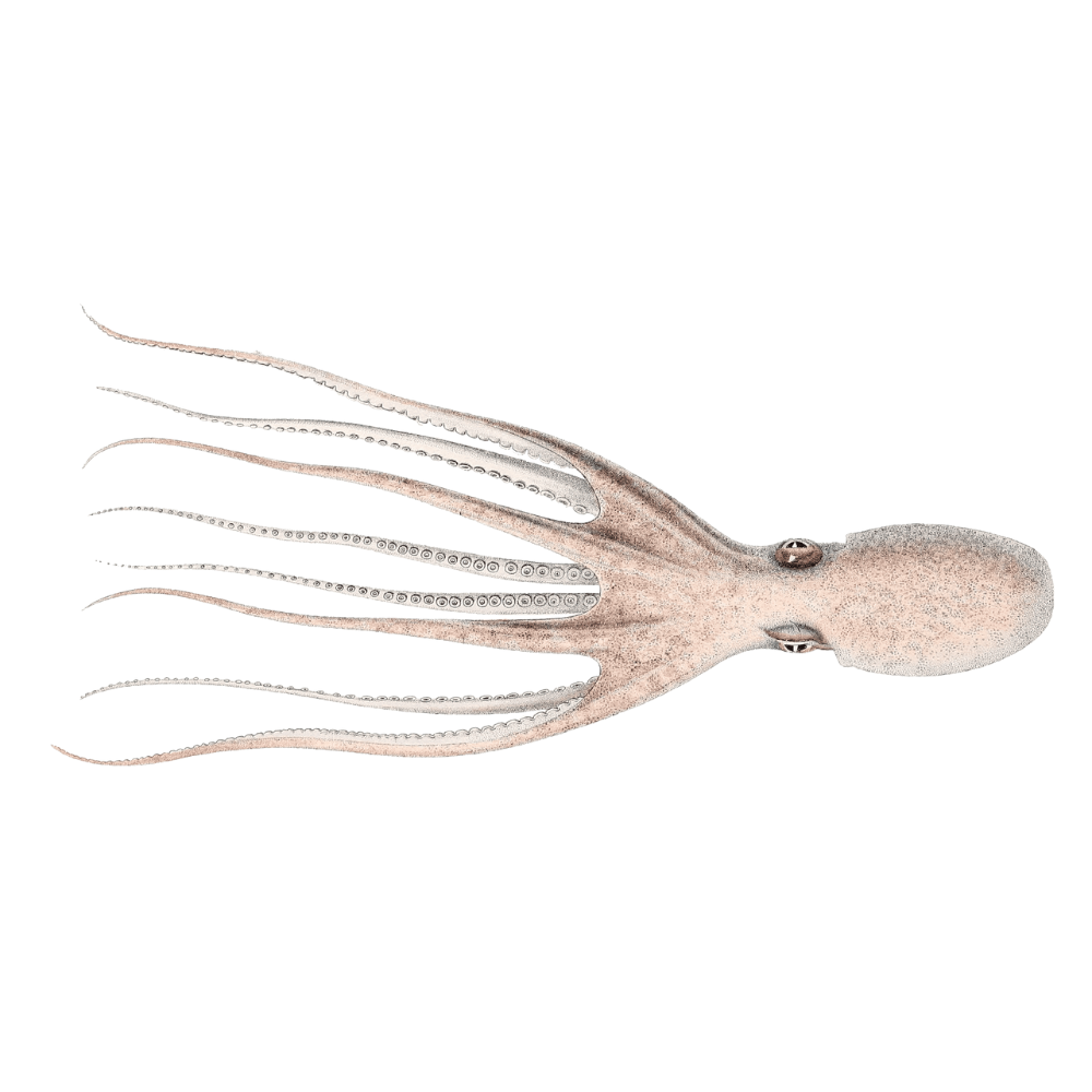 Wild-Caught Common Octopus (Octopus vulgaris) – Mild, Sweet Flavor & Tender Meat – 125g to 500g – Sustainable Seafood – Wildfischfang