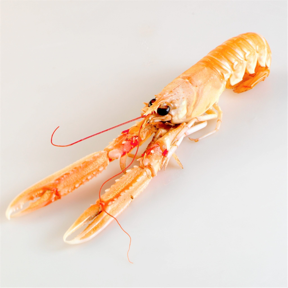 Premium Wild-Caught Norway Lobster Scampi (Nephrops norvegicus) – Sweet, Buttery Meat & Noble Flavor – 50g to 200g – Sustainable Seafood – Wildfischfang - Wildfischfang