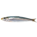 Premium Wild-Caught Sardine (Sardina pilchardus) – Mild, Aromatic Flavor & Juicy Meat – 100g to 150g – Sustainable Seafood – Wildfischfang - Wildfischfang