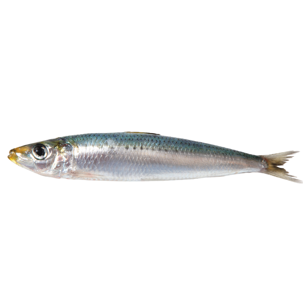Premium Wild-Caught Sardine (Sardina pilchardus) – Mild, Aromatic Flavor & Juicy Meat – 100g to 150g – Sustainable Seafood – Wildfischfang - Wildfischfang
