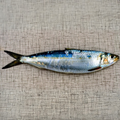 Premium Wild-Caught Sardelle (Anchovies, Engraulis encrasicolus) – Strong, Salty Flavor & Intense Umami – 10g to 50g – Sustainable Seafood – Wildfischfang - Wildfischfang