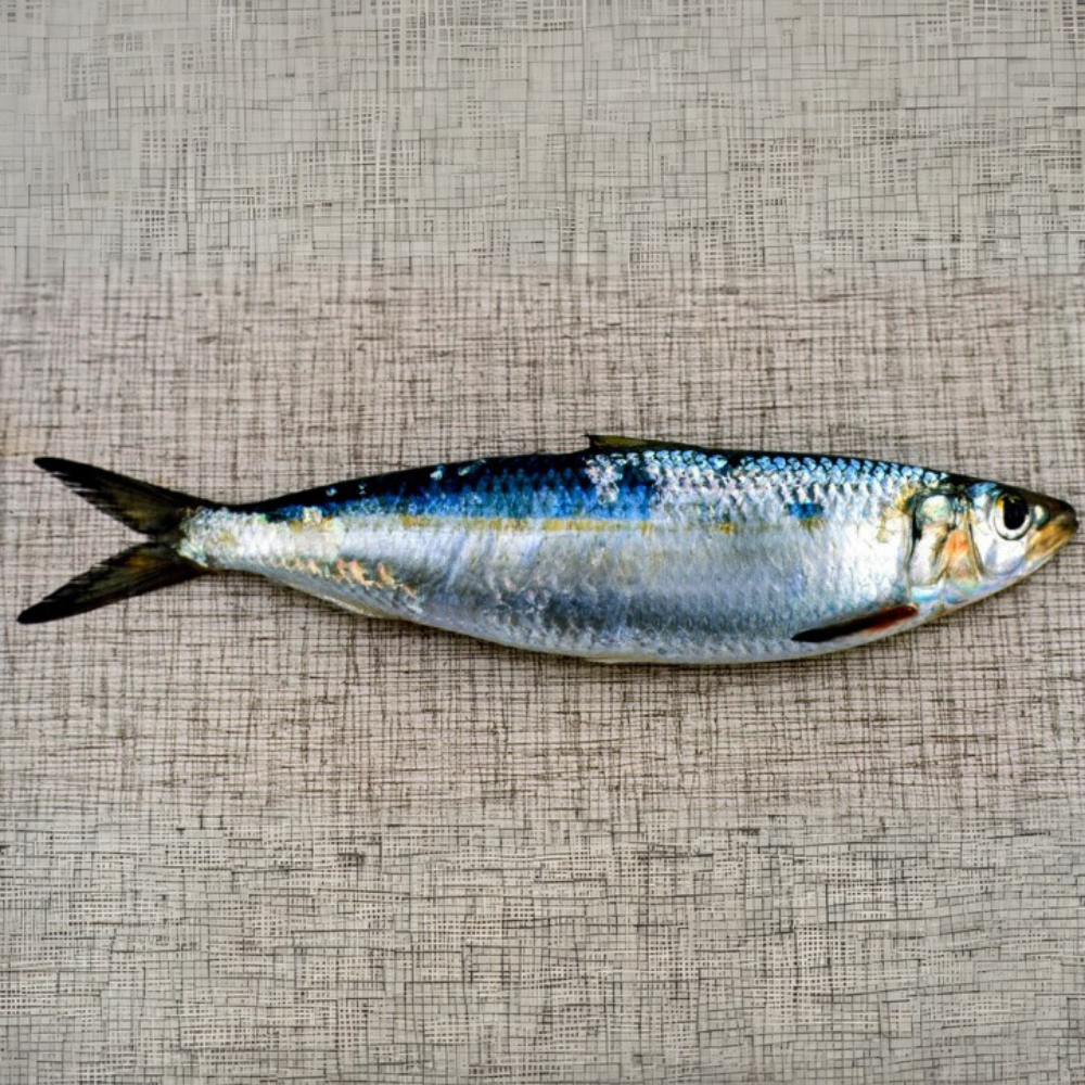 Premium Wild-Caught Sardelle (Anchovies, Engraulis encrasicolus) – Strong, Salty Flavor & Intense Umami – 10g to 50g – Sustainable Seafood – Wildfischfang - Wildfischfang
