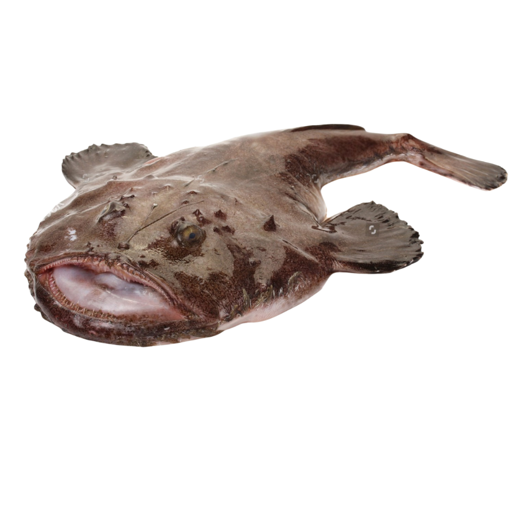 Premium Wild-Caught Monkfish (Lophius piscatorius) – Tender, White Meat & Mild Flavor – 500g to 5kg – Sustainable Seafood – Wildfischfang