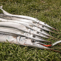 Premium Wild-Caught Hornhecht (Garfish, Belone Belone) – Tender White Meat & Mild Flavor – 500g to 1.5kg – Sustainable Seafood – Wildfischfang - Wildfischfang