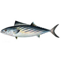 Premium Wild-Caught Sardinian Bonito (Sarda sarda) – Smoky, Tuna-like Flavor & Firm, Protein-Rich Meat – 1.5kg to 5kg – Sustainable Seafood – Wildfischfang - Wildfischfang