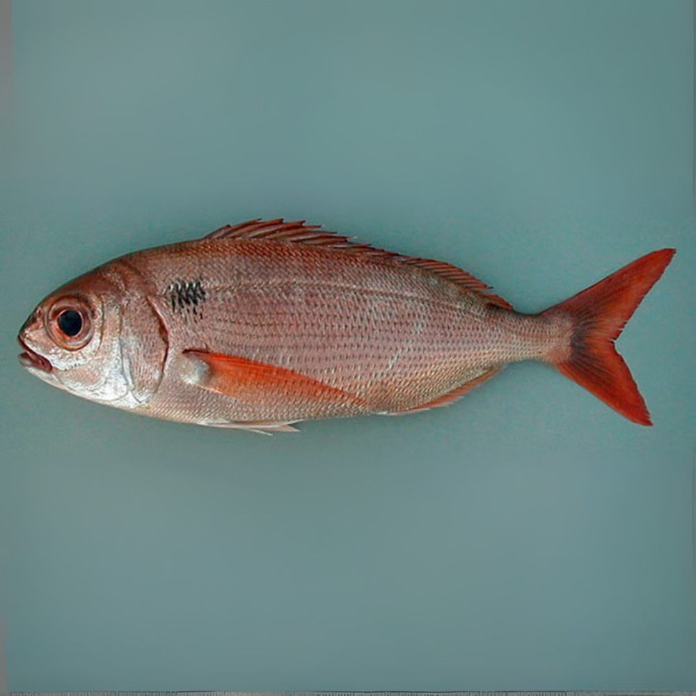 Premium Wild-Caught Black Dentex (Pagellus bogaraveo) – Aromatic & Sweet Flavor – 300g to 1.5kg – Sustainable Seafood – Wildfischfang - Wildfischfang