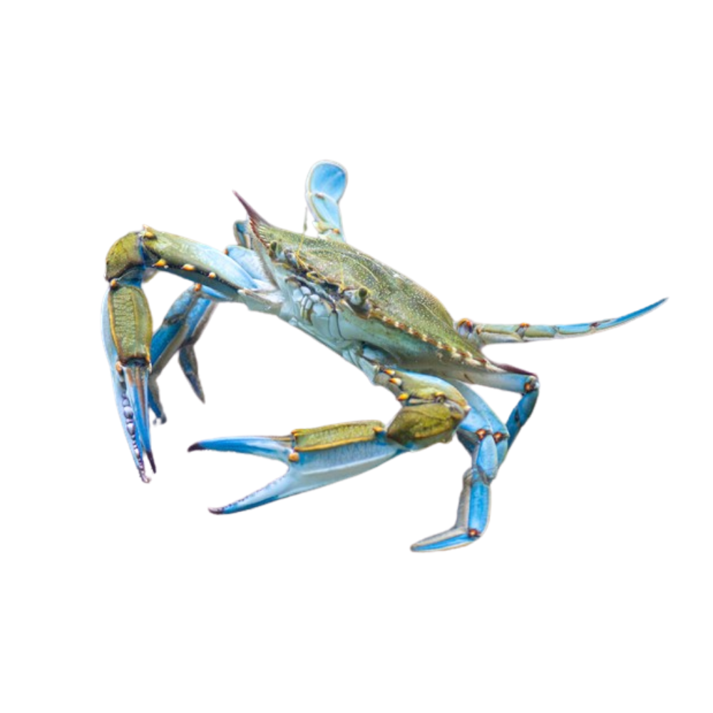 Premium Wild-Caught Mediterranean Swimming Crab (Callinectes sapidus) – Delicate, Sweet Flavor & Tender Meat – 100g to 200g – Sustainable Seafood – Wildfischfang - Wildfischfang