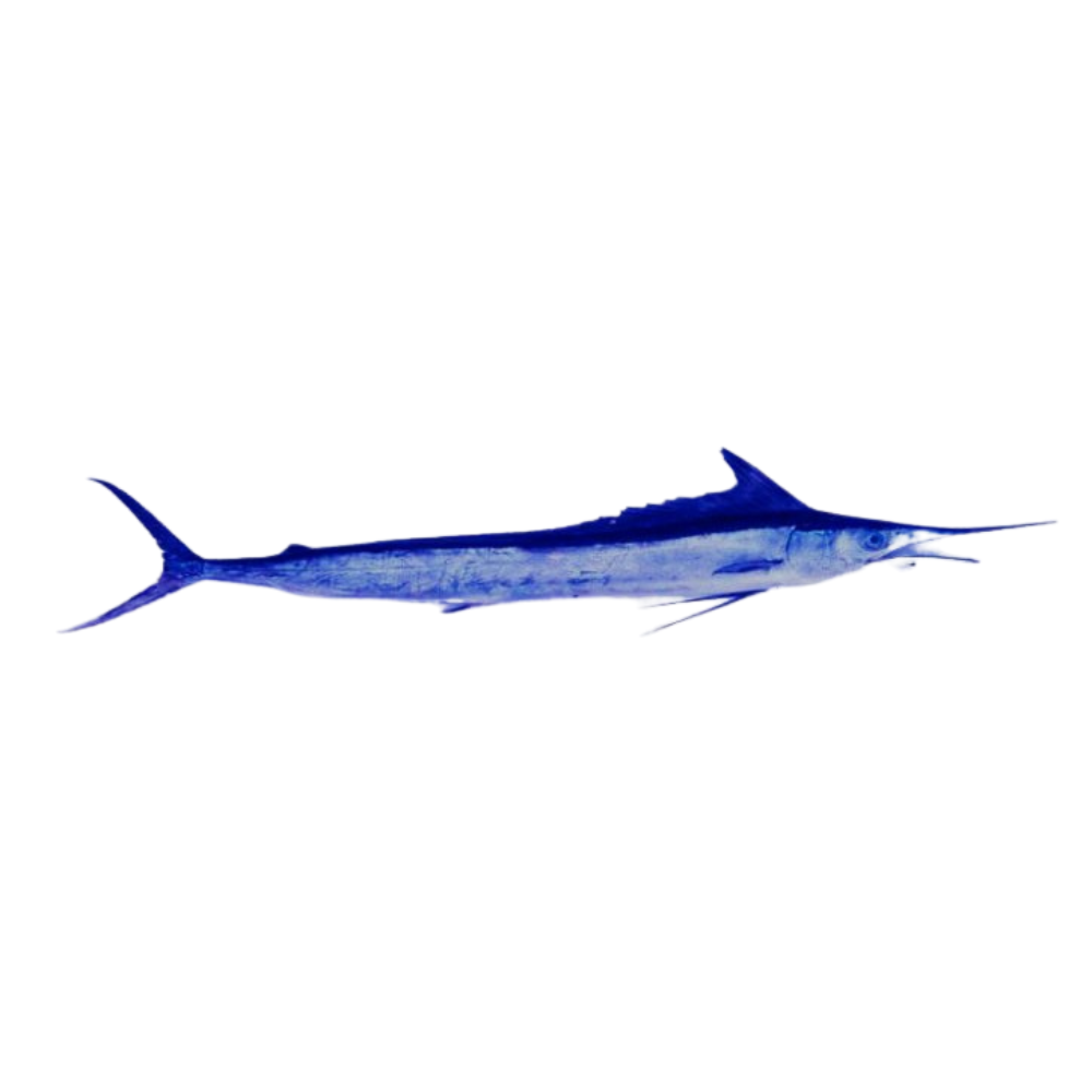 Premium Wild-Caught Mediterranean Marlin Pink (Tetrapturus belone) – Mild, Sweet Flavor & Firm, Pink Meat – 10kg to 40kg – Sustainable Seafood – Wildfischfang - Wildfischfang