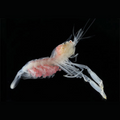 Premium Wild-Caught Deep Sea Shrimp (Aristaeomorpha foliacea) – Sweet, Umami Flavor & Tender Flesh – 30g to 80g – Sustainable Seafood – Wildfischfang - Wildfischfang