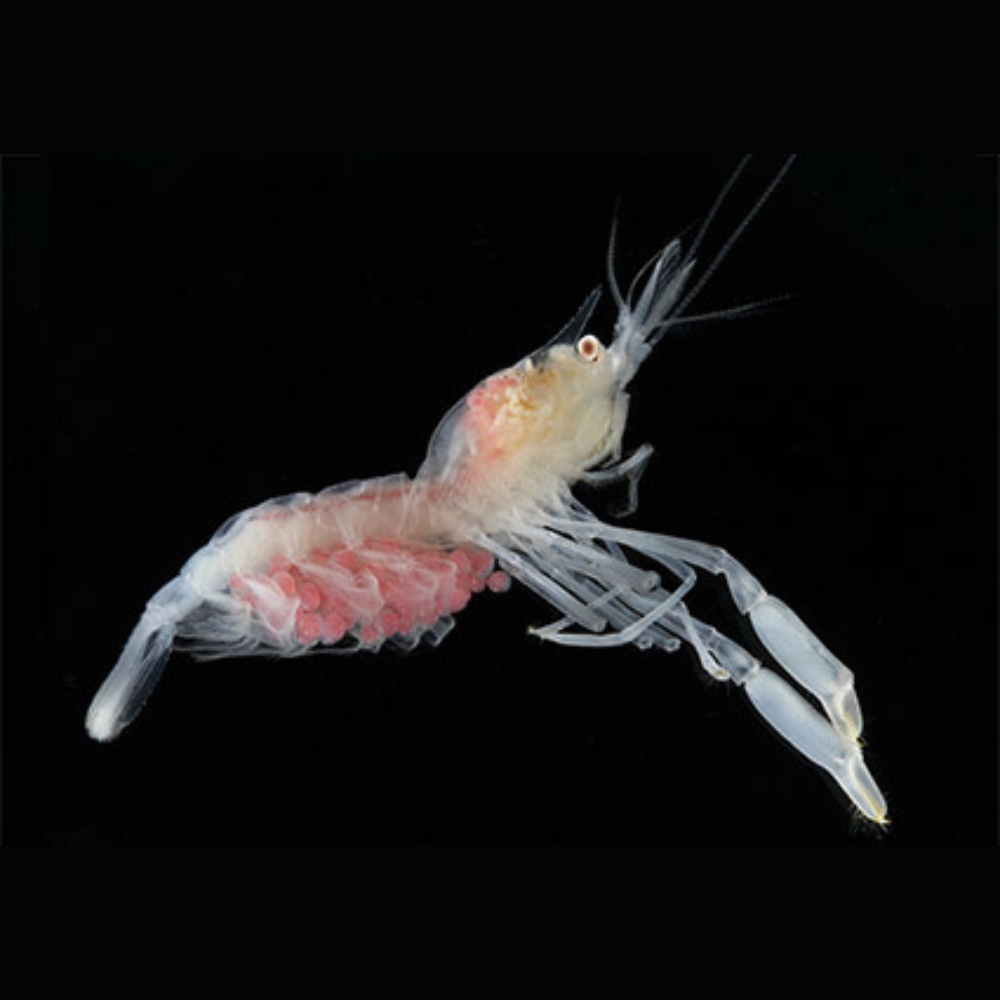 Premium Wild-Caught Deep Sea Shrimp (Aristaeomorpha foliacea) – Sweet, Umami Flavor & Tender Flesh – 30g to 80g – Sustainable Seafood – Wildfischfang - Wildfischfang