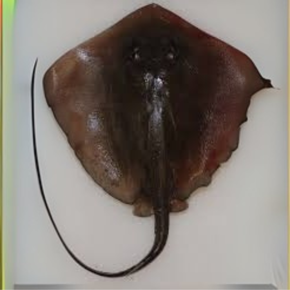 Premium Wild-Caught Ray (Cartilaginous Fish) – Mild, Sweet Flavor & Tender Wings – 300g to 800g – Sustainable Seafood – Wildfischfang - Wildfischfang