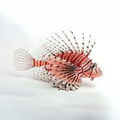Premium Wild-Caught Lionfish – Tender White Meat & Mild Flavor – 200g to 500g – Sustainable Seafood – Wildfischfang - Wildfischfang