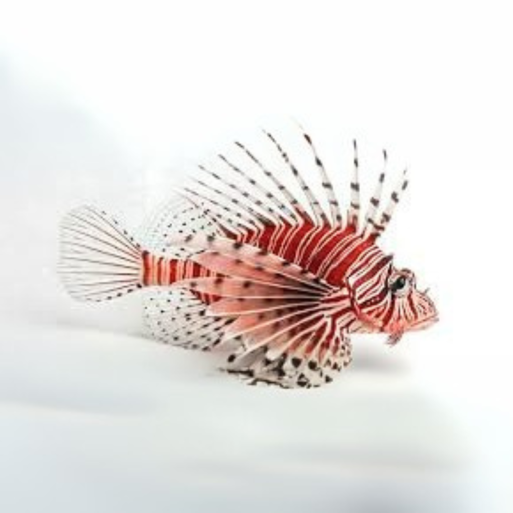 Premium Wild-Caught Lionfish – Tender White Meat & Mild Flavor – 200g to 500g – Sustainable Seafood – Wildfischfang - Wildfischfang