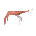 Premium Wild-Caught Rosa Shrimp (Parapenaeus longirostris) – Mild, Sweet Flavor & Tender Meat – 15g to 25g – Sustainable Seafood – Wildfischfang - Wildfischfang