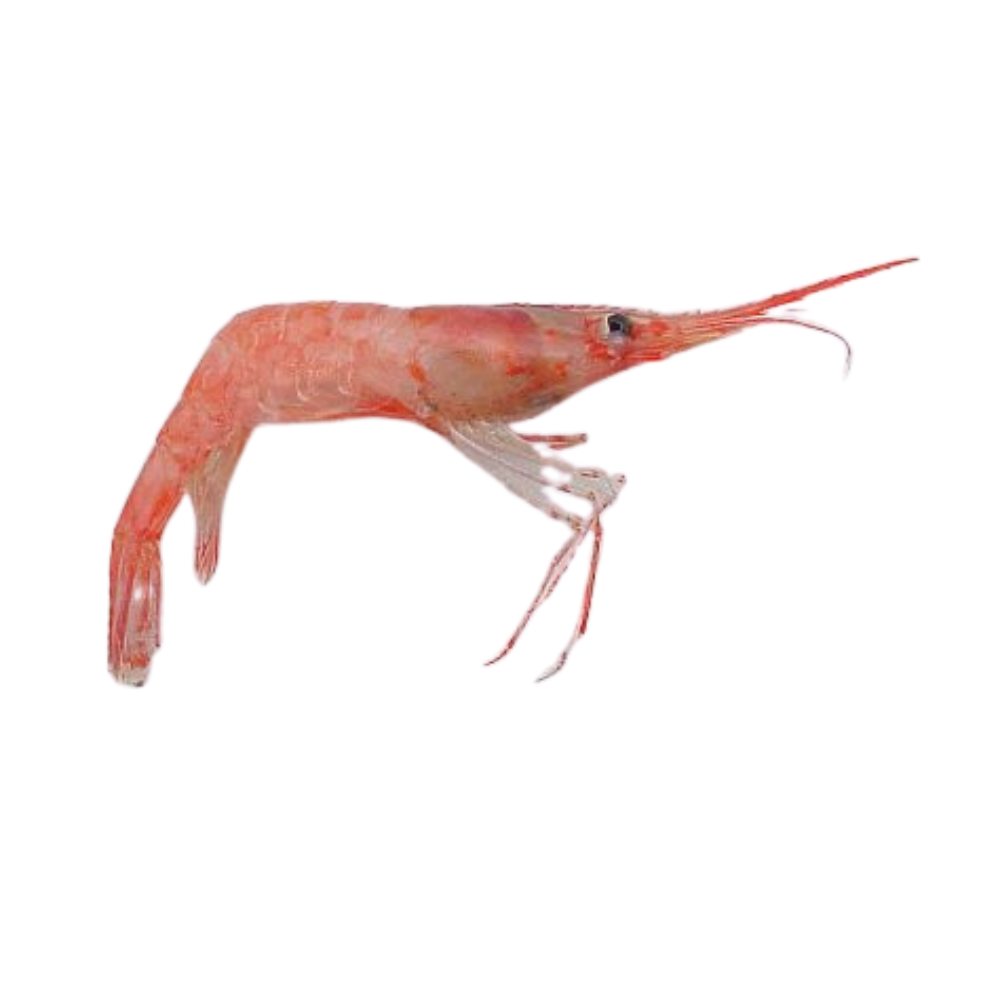 Premium Wild-Caught Rosa Shrimp (Parapenaeus longirostris) – Mild, Sweet Flavor & Tender Meat – 15g to 25g – Sustainable Seafood – Wildfischfang - Wildfischfang