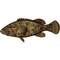 Premium Wild-Caught Grouper (Epinephelidae) – Mild, Tender White Meat – 300g to 6kg – Sustainable Seafood – Wildfischfang - Wildfischfang