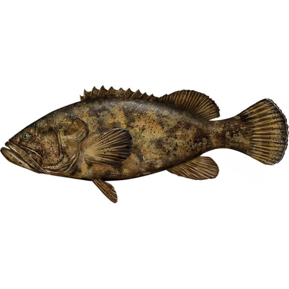 Premium Wild-Caught Grouper (Epinephelidae) – Mild, Tender White Meat – 300g to 6kg – Sustainable Seafood – Wildfischfang - Wildfischfang