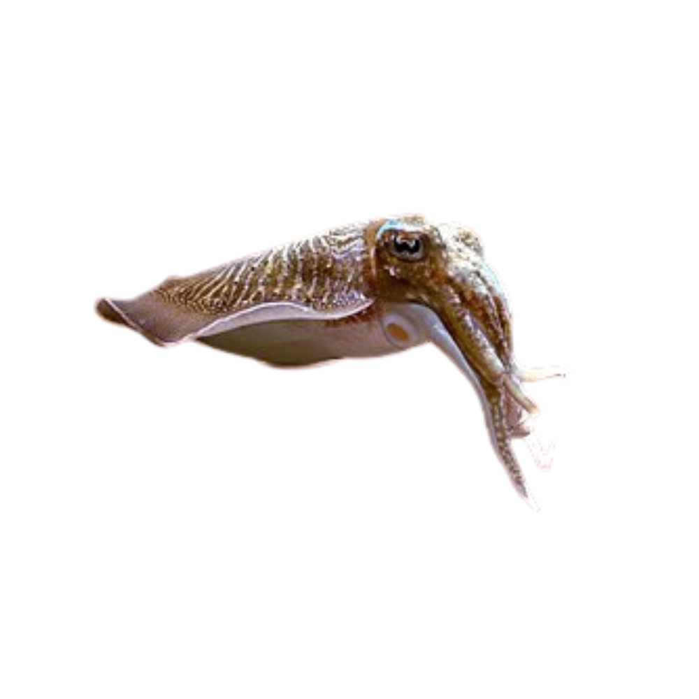 Premium Wild-Caught Cuttlefish (Sepia officinalis) – Tender, Slightly Sweet Flavor & Firm Texture – 300g to 2kg – Sustainable Seafood – Wildfischfang - Wildfischfang