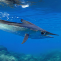Premium Wild-Caught Mediterranean Marlin Pink (Tetrapturus belone) – Mild, Sweet Flavor & Firm, Pink Meat – 10kg to 40kg – Sustainable Seafood – Wildfischfang - Wildfischfang