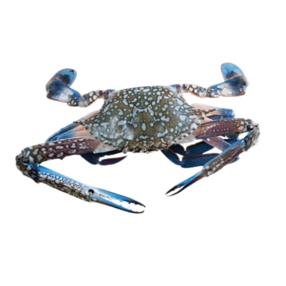 Premium Wild-Caught Mediterranean Swimming Crab (Callinectes sapidus) – Delicate, Sweet Flavor & Tender Meat – 100g to 200g – Sustainable Seafood – Wildfischfang - Wildfischfang