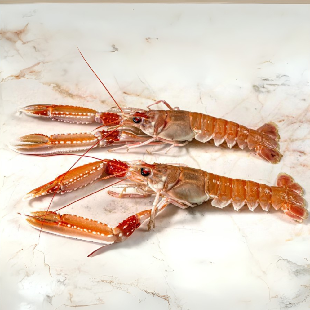 Premium Wild-Caught Norway Lobster Scampi (Nephrops norvegicus) – Sweet, Buttery Meat & Noble Flavor – 50g to 200g – Sustainable Seafood – Wildfischfang - Wildfischfang