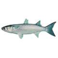 Premium Wild-Caught Mullet (Mugil cephalus) – Lean, Firm White Meat & Nutty Flavor – 300g to 6kg – Sustainable Seafood – Wildfischfang - Wildfischfang