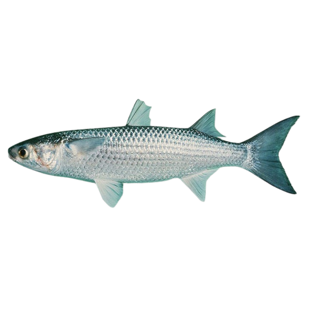 Premium Wild-Caught Mullet (Mugil cephalus) – Lean, Firm White Meat & Nutty Flavor – 300g to 6kg – Sustainable Seafood – Wildfischfang - Wildfischfang