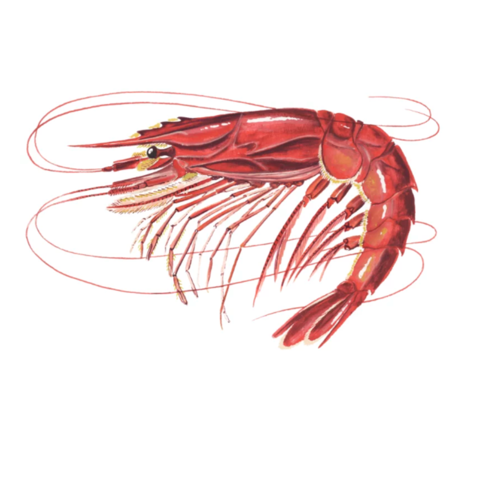 Premium Wild-Caught Deep Sea Shrimp (Aristaeomorpha foliacea) – Sweet, Umami Flavor & Tender Flesh – 30g to 80g – Sustainable Seafood – Wildfischfang - Wildfischfang