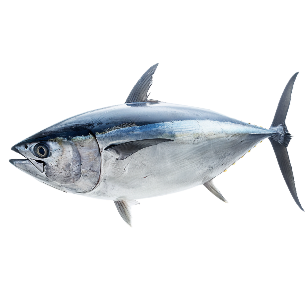 Premium Wild-Caught Bluefin Tuna (Thunnus Thynnus) – Deep Red, Fleshy Meat – 1kg to 200kg – Sustainable Seafood – Wildfischfang