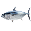 Premium Wild-Caught Bluefin Tuna (Thunnus Thynnus) – Deep Red, Fleshy Meat – 1kg to 200kg – Sustainable Seafood – Wildfischfang - Wildfischfang