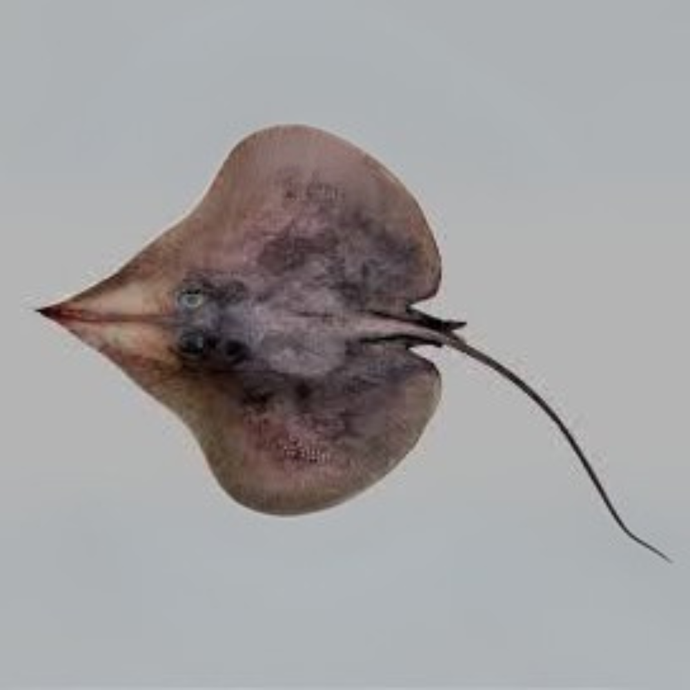 Premium Wild-Caught Ray (Cartilaginous Fish) – Mild, Sweet Flavor & Tender Wings – 300g to 800g – Sustainable Seafood – Wildfischfang - Wildfischfang