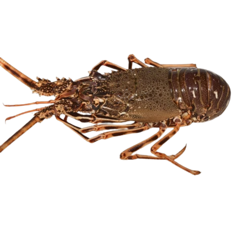 Premium Wild-Caught Spiny Lobster (Palinurus elephantus) – Delicate, Sweet Meat & Firm Texture – 50g to 200g – Sustainable Seafood – Wildfischfang