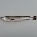 Premium Wild-Caught Hake (Merluccius merluccius) – Tender, White Meat & Delicate Flavor – 200g to 1.5kg – Sustainable Seafood – Wildfischfang - Wildfischfang