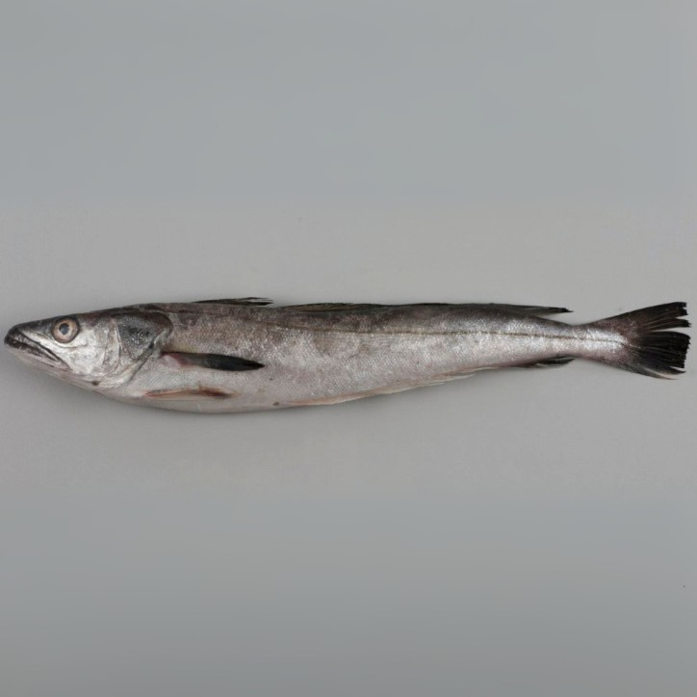 Premium Wild-Caught Hake (Merluccius merluccius) – Tender, White Meat & Delicate Flavor – 200g to 1.5kg – Sustainable Seafood – Wildfischfang - Wildfischfang