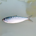 Premium Wild-Caught Sardelle (Anchovies, Engraulis encrasicolus) – Strong, Salty Flavor & Intense Umami – 10g to 50g – Sustainable Seafood – Wildfischfang - Wildfischfang