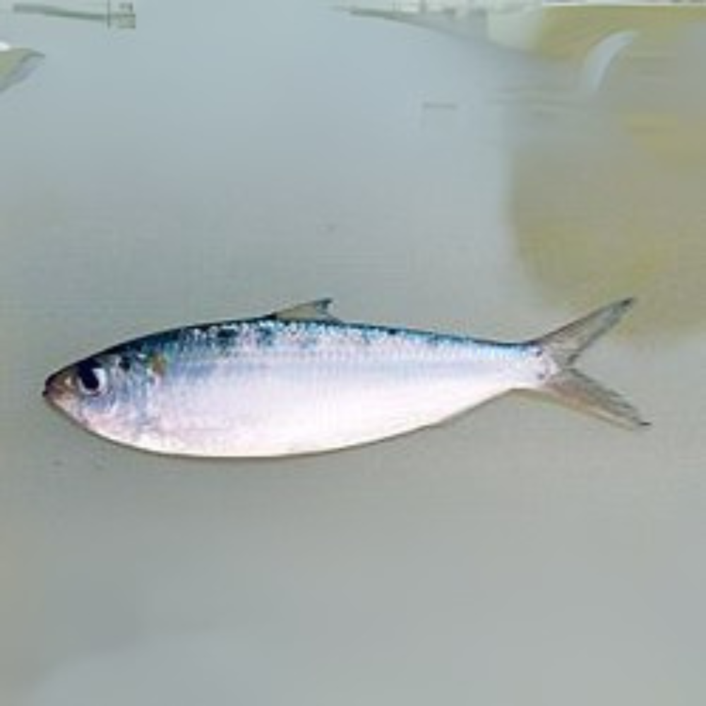 Premium Wild-Caught Sardelle (Anchovies, Engraulis encrasicolus) – Strong, Salty Flavor & Intense Umami – 10g to 50g – Sustainable Seafood – Wildfischfang - Wildfischfang