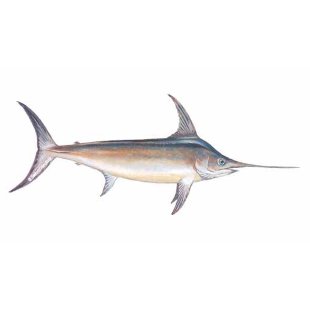 Premium Wild-Caught Swordfish (Tetrapturus belone) – Mild, Juicy Flavor & Firm, Lean Meat – 400g to 30kg – Sustainable Seafood – Wildfischfang