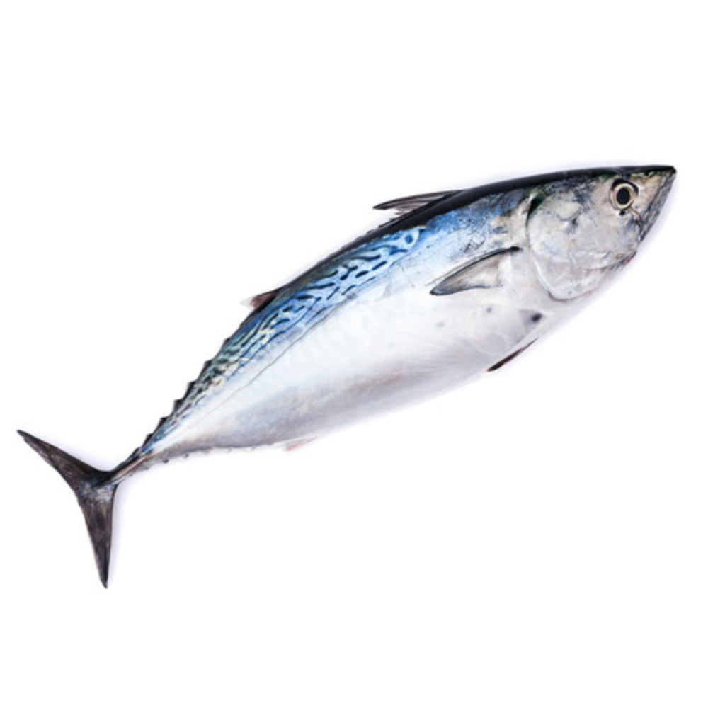 Premium Wild-Caught Sardinian Bonito (Sarda sarda) – Smoky, Tuna-like Flavor & Firm, Protein-Rich Meat – 1.5kg to 5kg – Sustainable Seafood – Wildfischfang