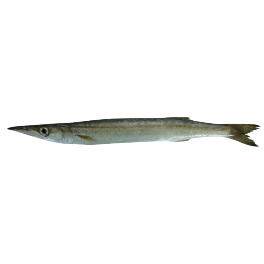 Premium Wild-Caught Mediterranean Barracuda (Sphyraena Sphyraena) – Mildly Spicy Flavor & Firm, Juicy Meat – 1kg to 3kg – Sustainable Seafood – Wildfischfang