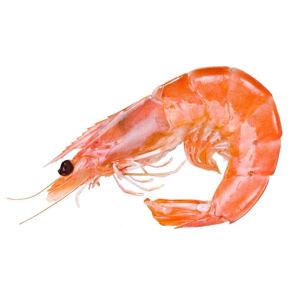 Premium Wild-Caught Rosa Shrimp (Parapenaeus longirostris) – Mild, Sweet Flavor & Tender Meat – 15g to 25g – Sustainable Seafood – Wildfischfang - Wildfischfang
