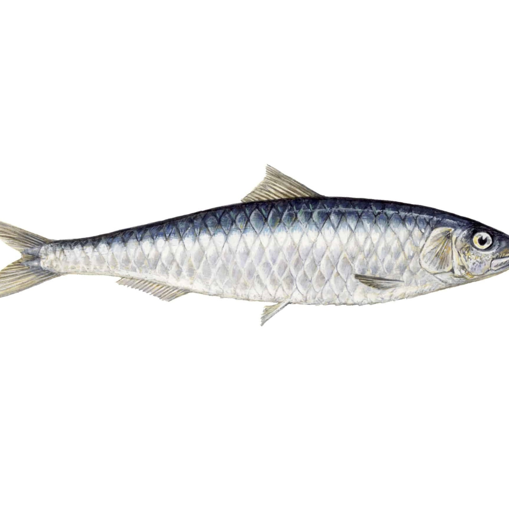 Premium Wild-Caught Sardine (Sardina pilchardus) – Mild, Aromatic Flavor & Juicy Meat – 100g to 150g – Sustainable Seafood – Wildfischfang - Wildfischfang