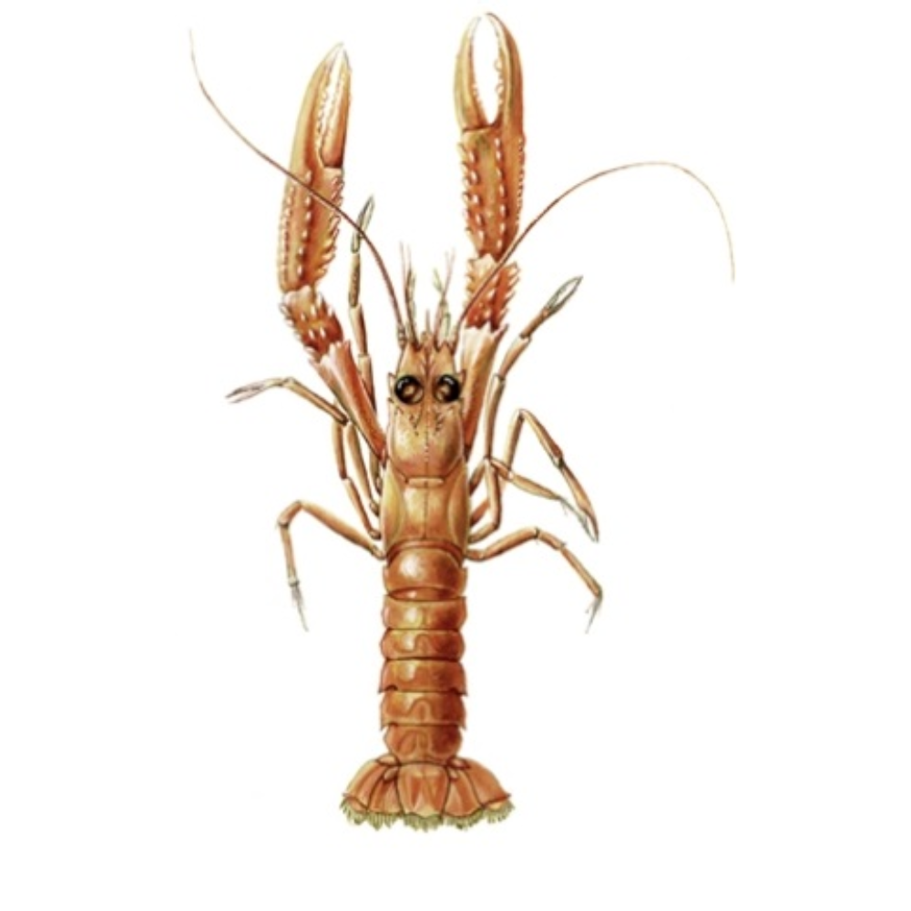 Premium Wild-Caught Norway Lobster Scampi (Nephrops norvegicus) – Sweet, Buttery Meat & Noble Flavor – 50g to 200g – Sustainable Seafood – Wildfischfang